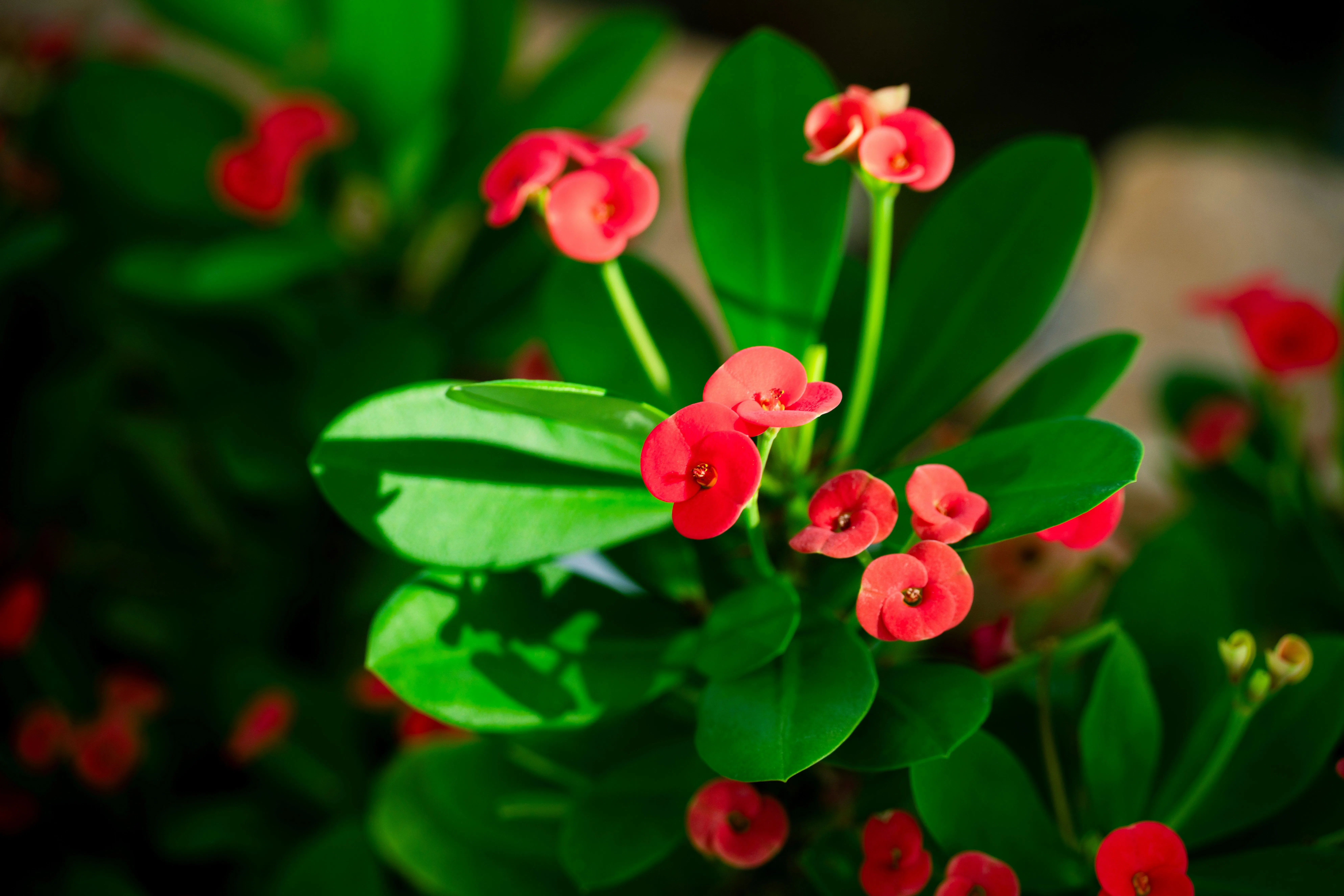 Plant with small red flowers