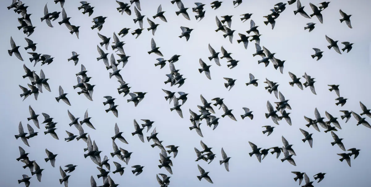 Flock of birds in the sky