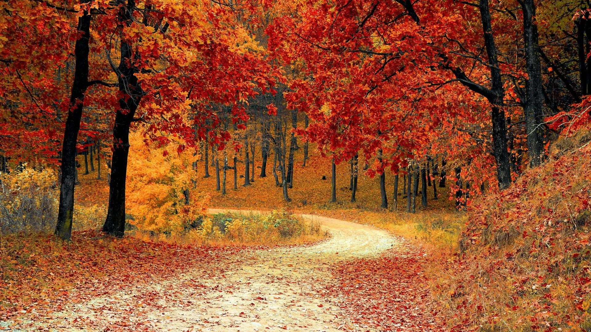 Scenic photograph of path surrounded by red leaves through forest in fall.