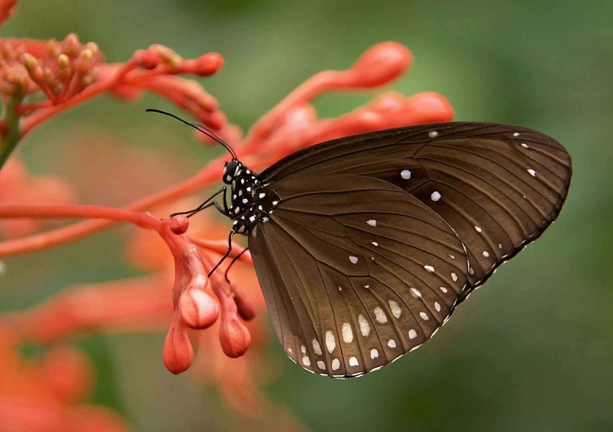 Brown butterfly on a red flower