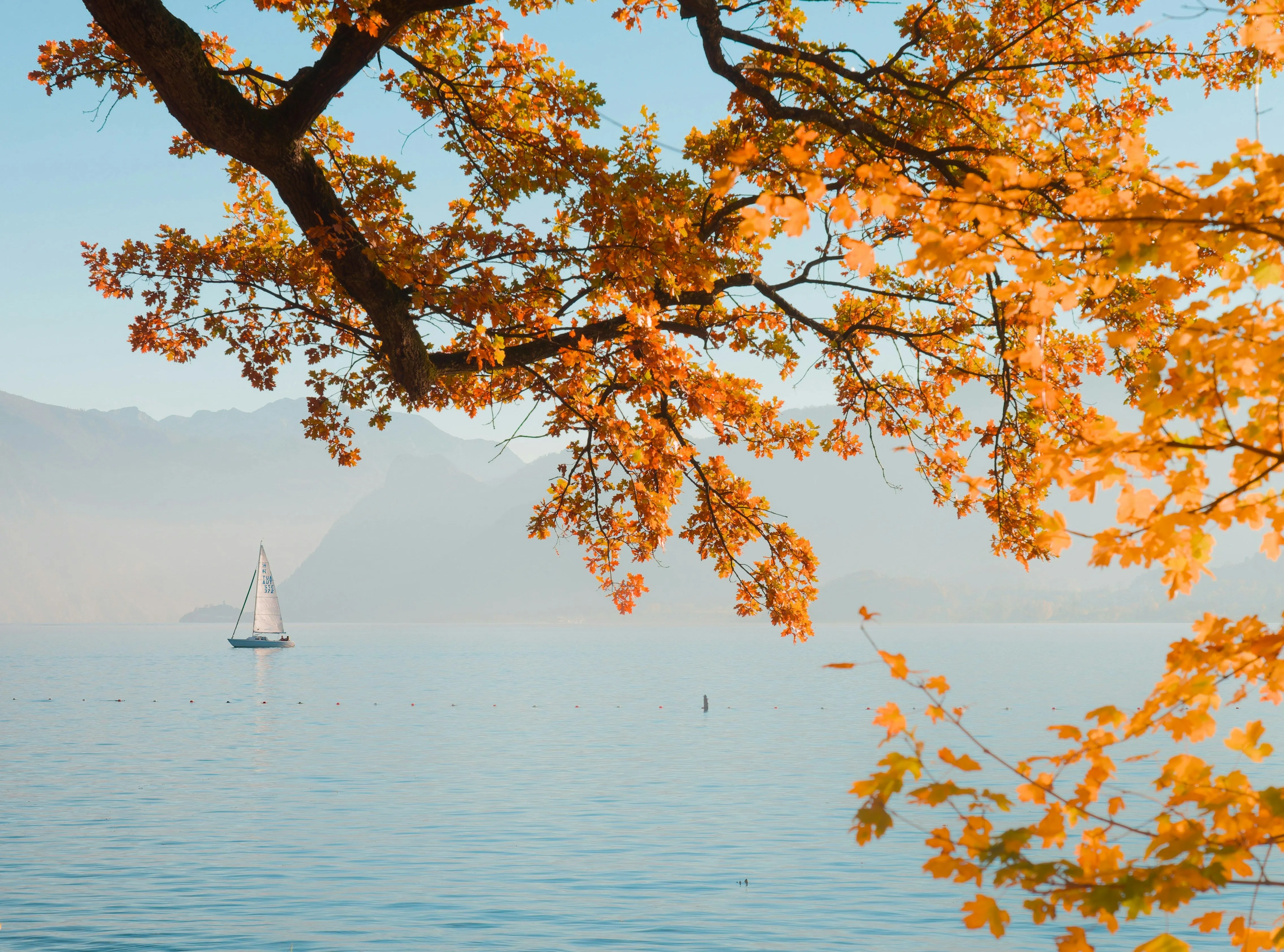 Sailboat on a lake, framed by autumn leaves on a tree
