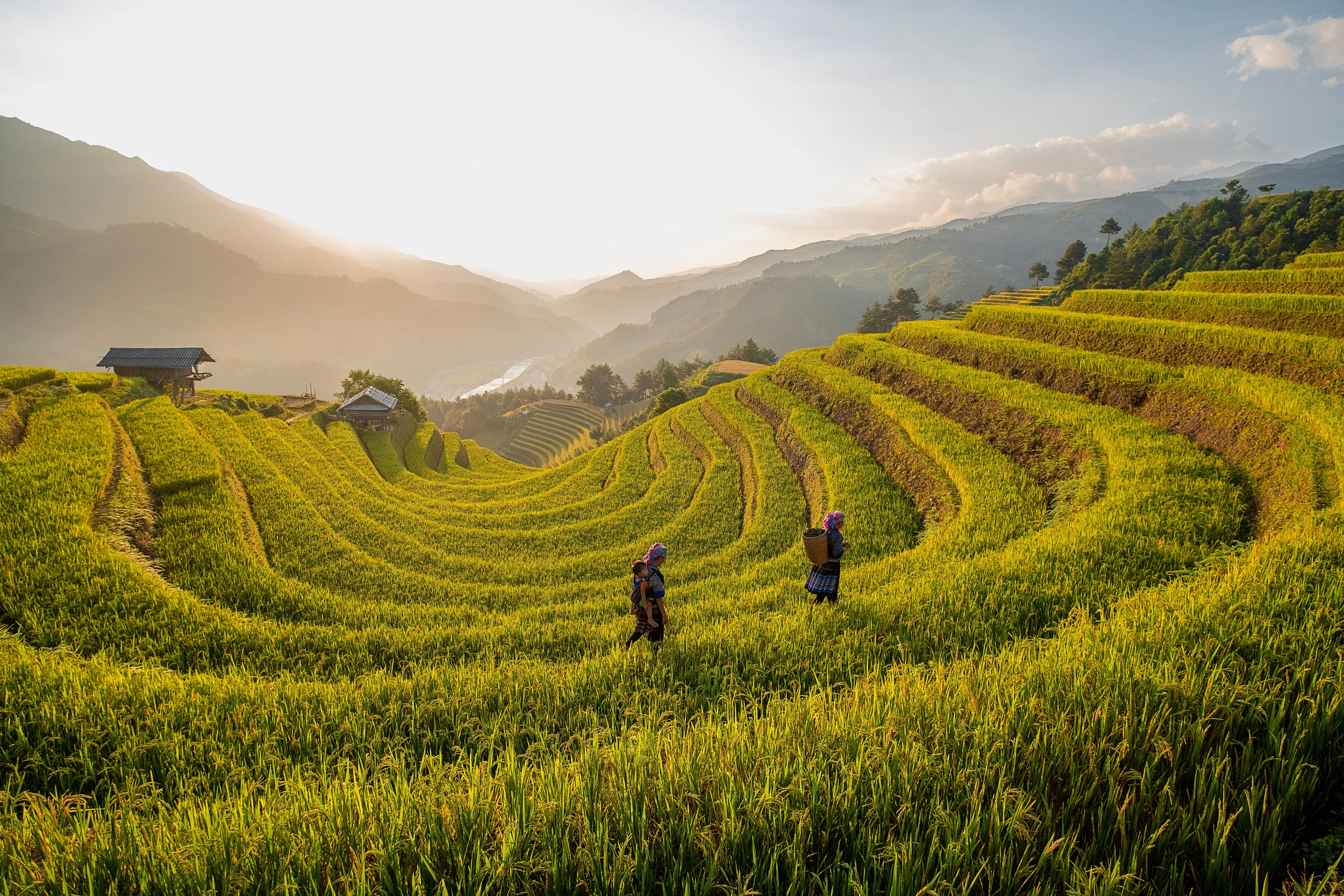 Two people walking through terraced field on a hillside