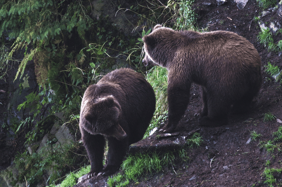 A Bearadise