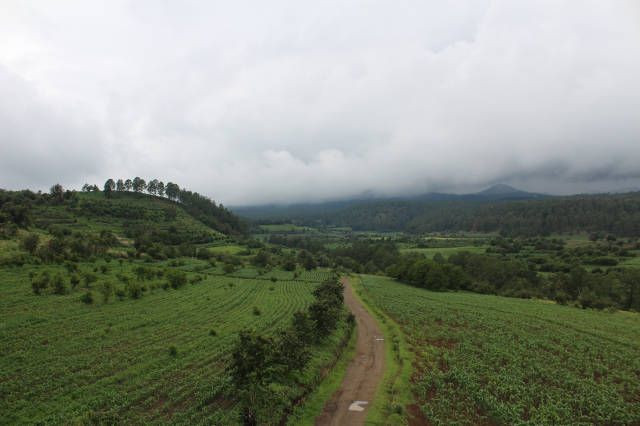 Seeing The Forest For The Trees