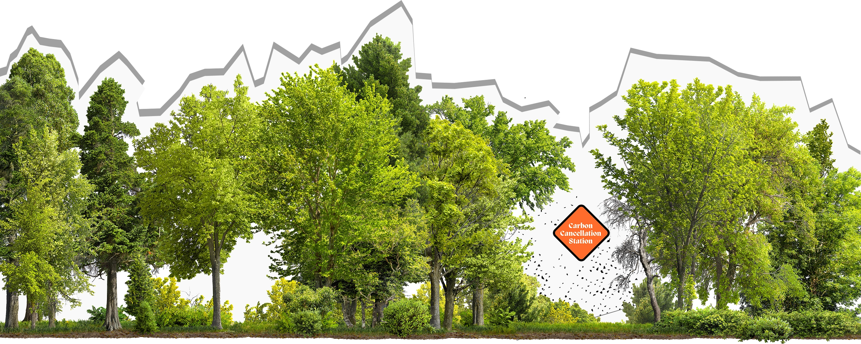 A forest of tall trees